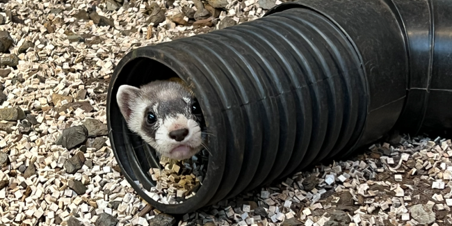 Black-footed Ferret Kit Update: Vaxxed And Ready To Roll | Smithsonian ...