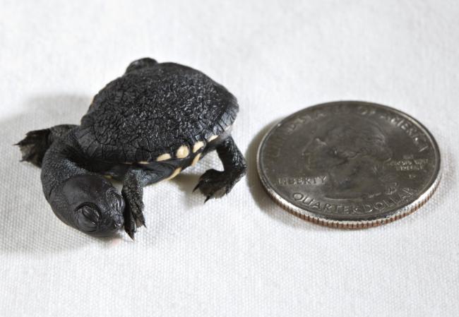 These Teeny, Tiny Turtle Hatchlings Fit in the Palm of Your Hand ...