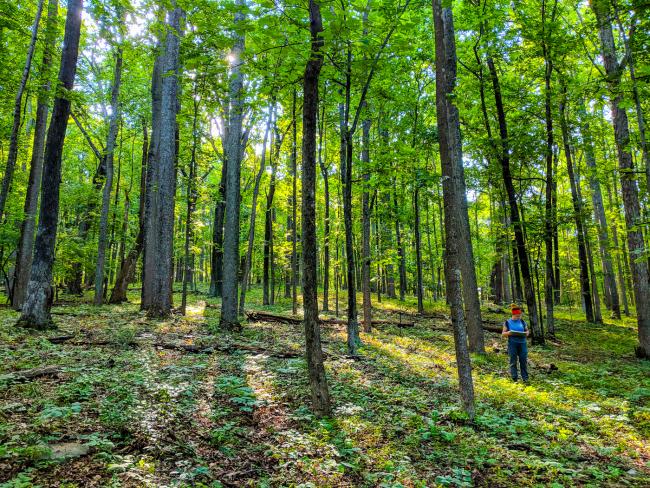 experiment forest ecosystems