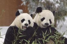 Two giant pandas, a female named Mei Xiang and a male named Tian Tian, sit side by side in the snow eating bamboo