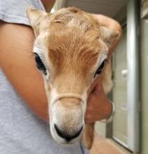 A zookeeper holds a newborn dama gazelle calf at the Smithsonian's National Zoo