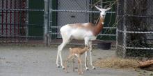 Dama gazelle Fahima and her female calf, born Oct. 9.