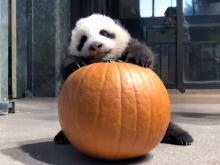 A 10-week-old giant panda cub with black-and-white fur, round ears and small claws climbs onto a pumpkin.