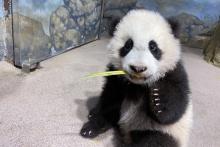 Giant panda cub Xiao Qi Ji sits in his indoor habitat and tastes cooked sweet potato.