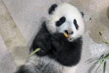 Giant panda cub Xiao Qi Ji lays on his back and tastes his first cooked sweet potato.