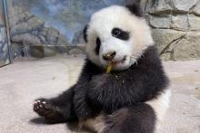 Giant panda cub Xiao Qi Ji sits in his indoor habitat and eats his first cooked sweet potato.