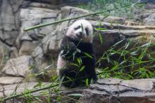 Giant panda cub Xiao Qi Ji stands on rockwork in his habitat and tastes the leaves on a piece of bamboo.