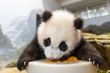Giant panda cub licks sweet potato off of a large, cylindrical enrichment toy.