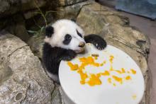 Giant panda cub Xiao Qi Ji sits on rockwork and holds onto a large, round "plate" covered in cooked sweet potato