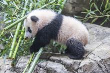Giant panda cub Xiao Qi Ji walks over a pile of bamboo on the rockwork in his habitat. At over 5 months old, he is still and has thick black-and-white fur and large paws.