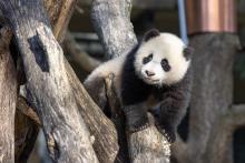 Giant panda cub Xiao Qi Ji climbs on a structure made of crisscrossed logs in his outdoor yard