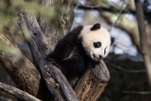 Giant panda cub Xiao Qi Ji climbs outdoors on a structure made of crisscrossed logs and looks out over his yard