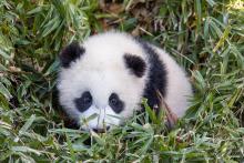 Giant panda cub Xiao Qi Ji laying down in the tall green in his outdoor habitat.