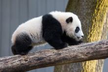 Giant panda cub Xiao Qi Ji walks across a log in his outdoor yard