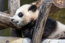 Giant panda cub Xiao Qi Ji rests in a hammock made of recycled firehose and leans against criss-crossed logs