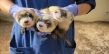A keeper wearing a blue apron and blue, latex gloves holds three black-footed ferret kits in their hands. You cannot see the keepers' face. The kits eyes are not fully open yet, one has one eye open.