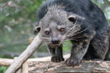 A binturong with a low, muscular body, shaggy fur, whiskers, and tufted eyebrows stands on a log