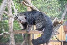 A binturong with a stout body, coarse dark fur, and a big, shaggy tail stands on a tree branch with its mouth slightly open