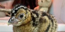 A female blue-billed curassow chick named Aluna hatched Aug. 5, 2022 at Smithsonian’s National Zoo and Conservation Biology Institute.