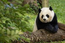 Mei Xiang drapes her front paws over a log and looks towards the camera.	