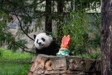 Giant panda Xiao Qi Ji pictured with a cake for Panda Palooza celebration event.