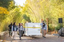 Nov. 8, 2023: Giant panda Xiao Qi Ji departs the Zoo. Photo credit: Skip Brown, Smithsonian's National Zoo and Conservation Biology Institute