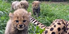 Three cheetah cubs in a grassy field look at the camera. Part of their mom's leg and tail is visible in the frame.