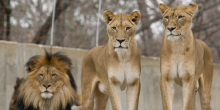 Photo of one male and two female lions in the Zoo's Great Cats exhibit.