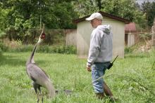 White-naped crane Walnut and her keeper, Chris Crowe, in her habitat at the NZCBI Front Royal campus.