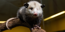 Basil, a one-eyed Virginia opossum, looks into the camera while perched on a branch in his exhibit space.