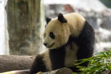 Two-year-old female giant panda Qing Bao in her habitat at Dujiangyan Base in Sichuan, China May 17. 