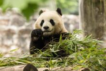 Two-year-old female giant panda Qing Bao in her habitat at Dujiangyan Base in Sichuan, China May 17. 