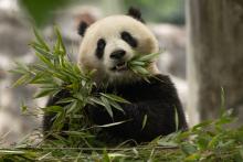 Two-year-old female giant panda Qing Bao in her habitat at Dujiangyan Base in Sichuan, China May 17. 