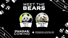 Meet the Bears: Bao Li and Qing Bao