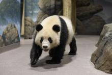 Giant panda Qing Bao in her habitat at Smithsonian's National Zoo and Conservation Biology Institute