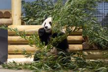 Giant panda Qing Bao in her habitat at Smithsonian's National Zoo and Conservation Biology Institute