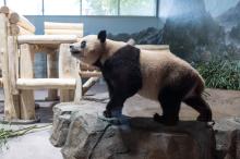 Giant panda Bao Li in his habitat at Smithsonian's National Zoo and Conservation Biology Institute