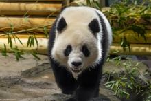 Giant panda Qing Bao in her habitat at Smithsonian's National Zoo.