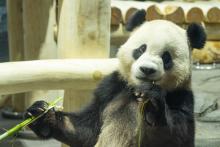 Giant panda Bao Li in his habitat at Smithsonian's National Zoo.