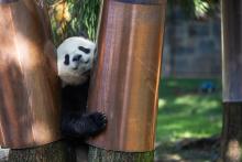 A panda peeks out from behind two trees wrapped with metal scratch guards.