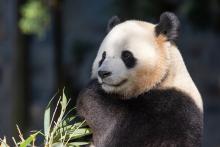 A giant panda munches on bamboo as sunlight pouring through the trees dapples his black and white fur.