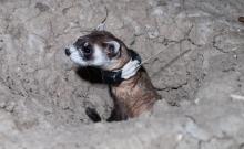 Photo of a black-footed ferret peeking its head out of a burrow. It wears a tracking collar around its neck.