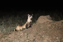 Photo of a wild black-footed ferret standing attentively at the mouth of a burrow.