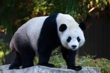 Giant panda Bao Li in his outdoor habitat Oct. 30, 2024. Photo credit: Roshan Patel/Smithsonian's National Zoo and Conservation Biology Institute.