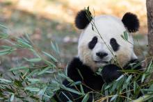 Giant panda Bao Li eats bamboo in his outdoor habitat Jan. 4, 2025. Photo credit: Roshan Patel/Smithsonian's National Zoo and Conservation Biology Institute.