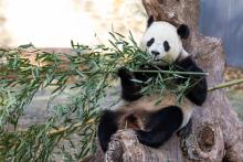 Giant panda Bao Li eats bamboo in his outdoor habitat Jan. 4, 2025. Photo credit: Roshan Patel/Smithsonian's National Zoo and Conservation Biology Institute.