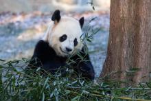 Giant panda Bao Li eats bamboo in his outdoor habitat Jan. 4, 2025. Photo credit: Roshan Patel/Smithsonian's National Zoo and Conservation Biology Institute.