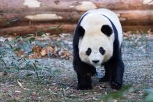 Giant panda Bao Li explores his outdoor habitat Jan. 4, 2025. Photo credit: Roshan Patel/Smithsonian's National Zoo and Conservation Biology Institute.