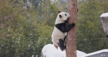 Giant panda Qing Bao climbs a tree in her snow-covered outdoor habitat Jan. 6, 2025. Roshan Patel/Smithsonian's National Zoo and Conservation Biology Institute