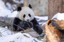 Giant panda Qing Bao eats bamboo in her snow-covered outdoor habitat Jan. 8, 2024. Credit: Roshan Patel/Smithsonian's National Zoo and Conservation Biology Institute